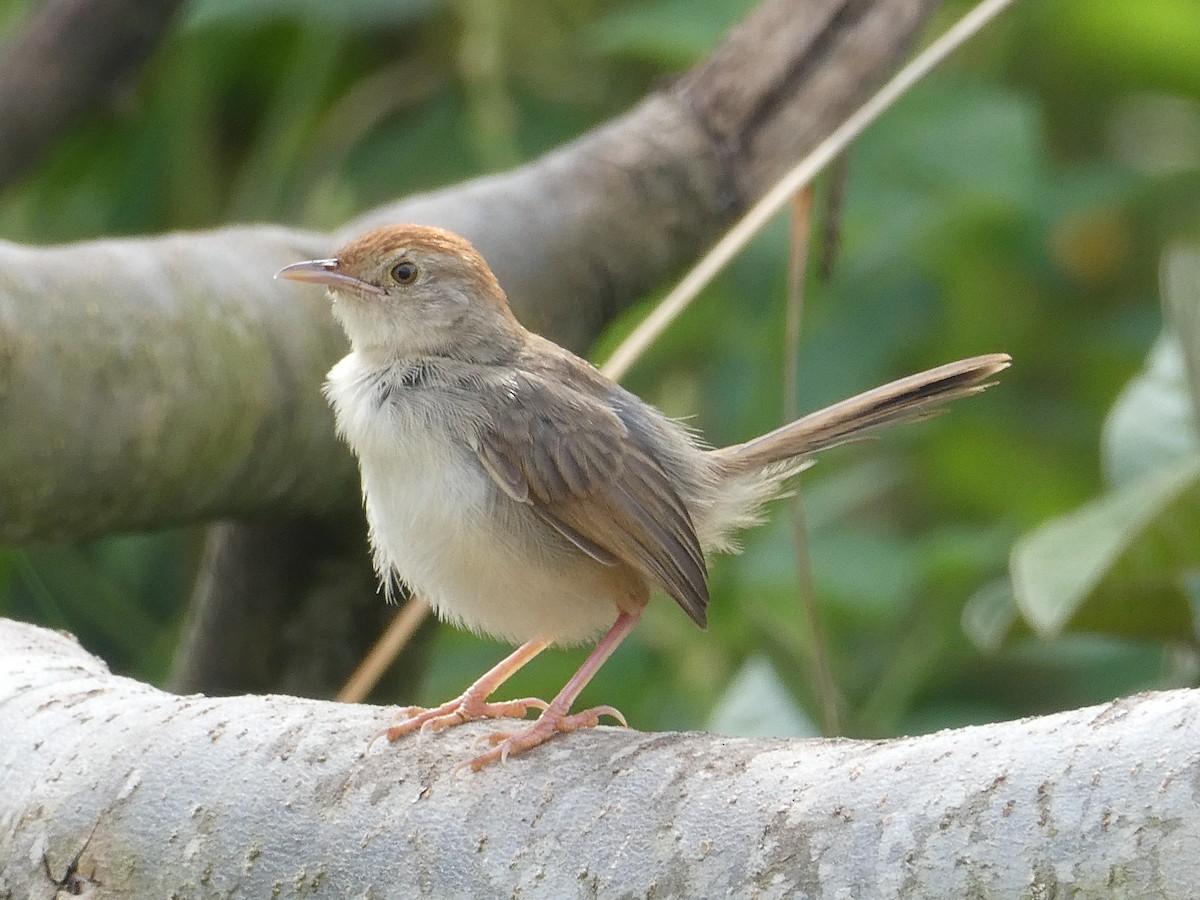 Rattling Cisticola - ML643232489