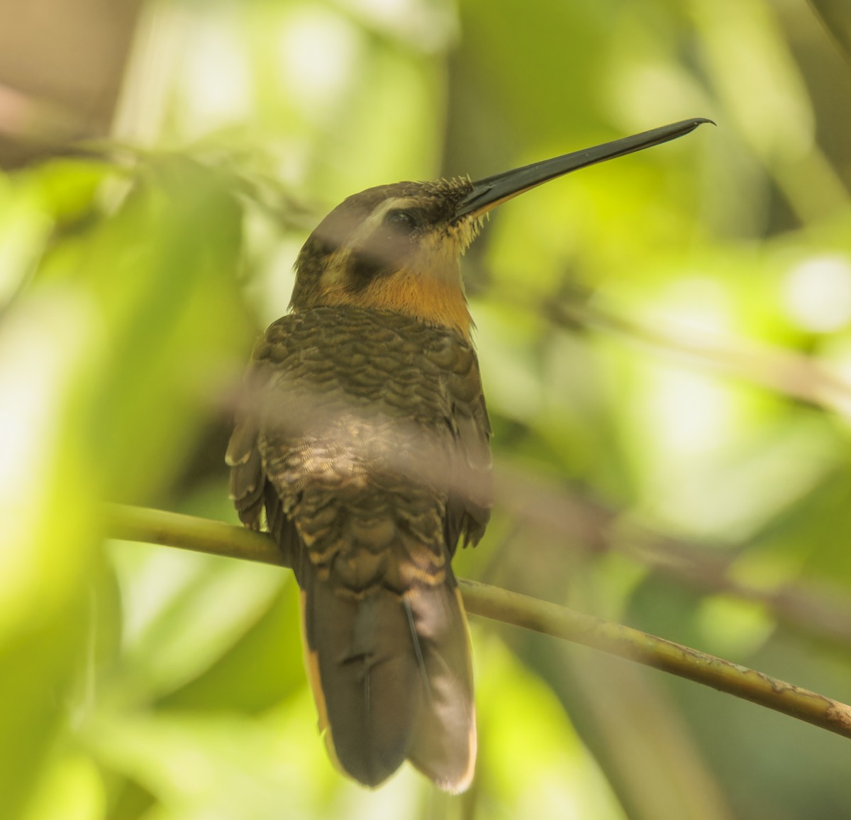 Saw-billed Hermit - ML643232490