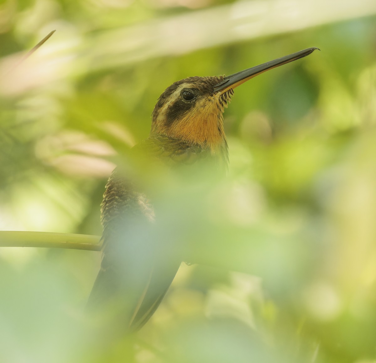 Saw-billed Hermit - ML643232491