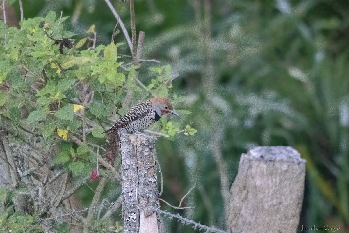 Guatemalan Flicker - ML643232516