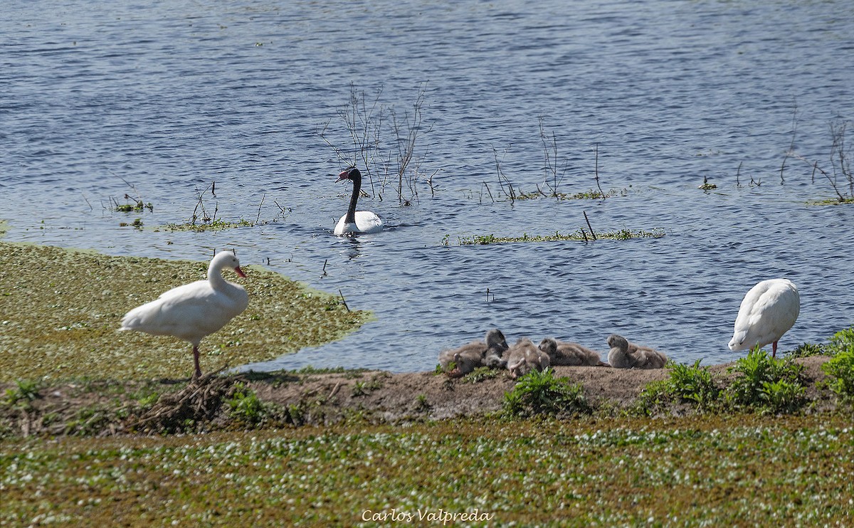 Black-necked Swan - ML643232521