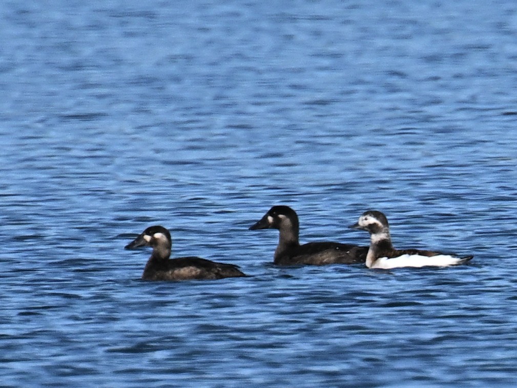 Long-tailed Duck - ML643232525