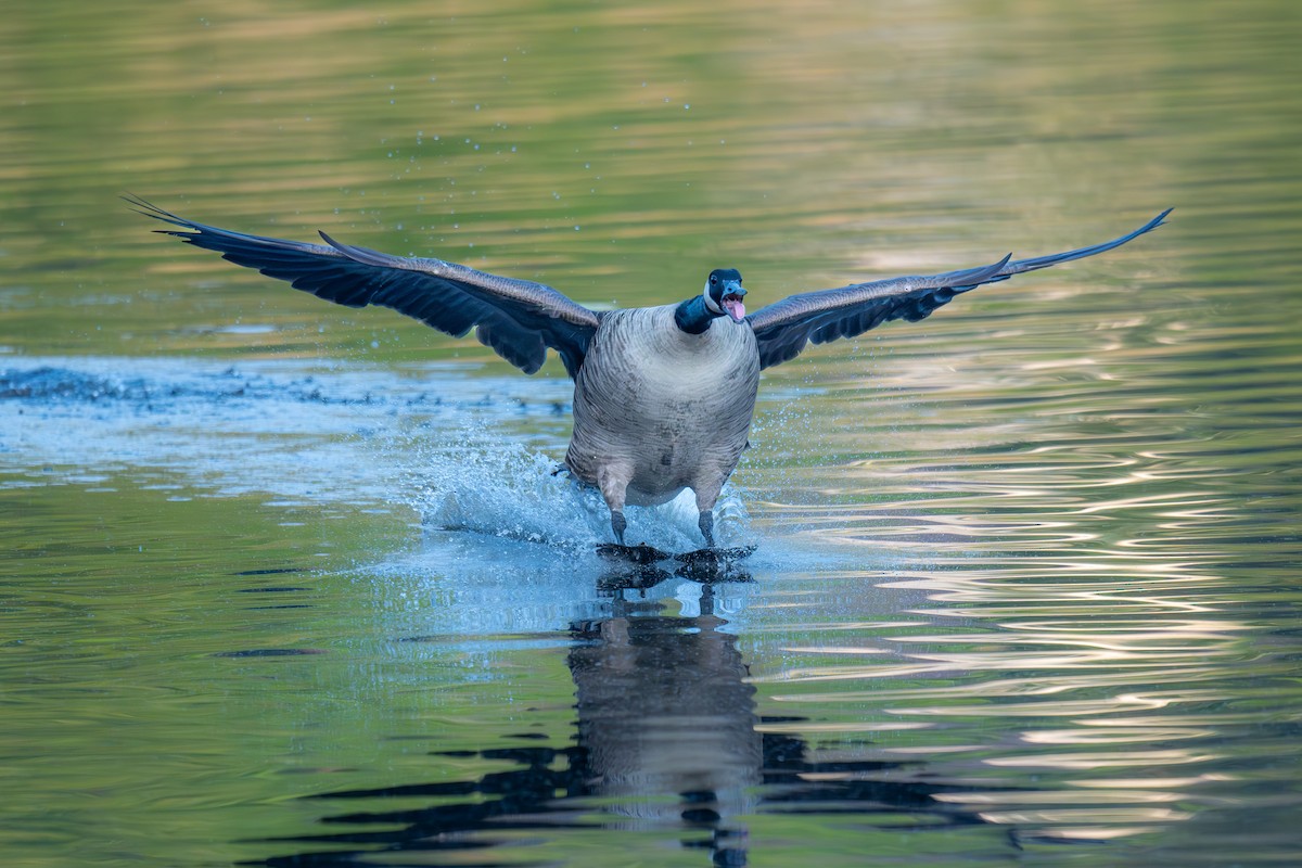 Canada Goose - ML643232535