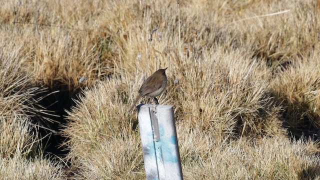 Streak-throated Canastero - ML643232540