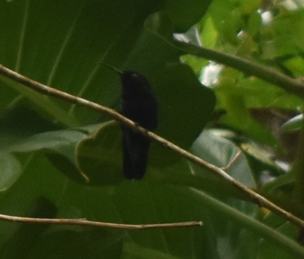 Purple-throated Carib - ML643232567