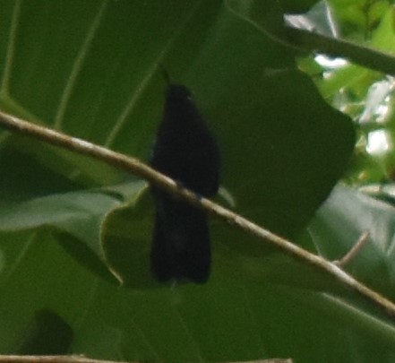 Purple-throated Carib - ML643232568