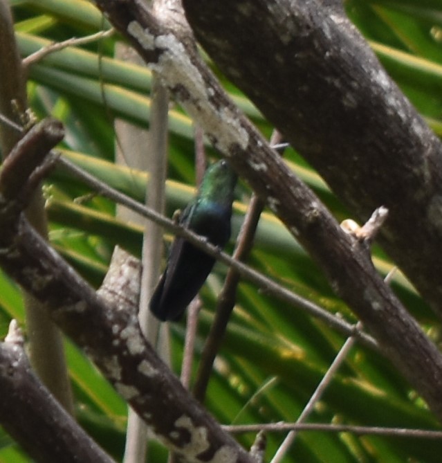 Green-throated Carib - ML643232573
