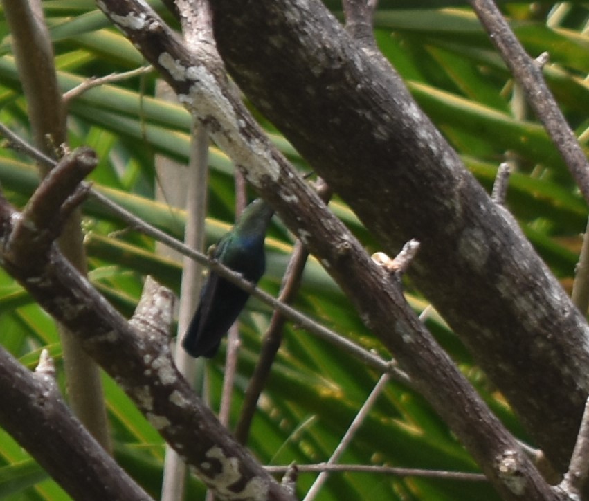 Green-throated Carib - ML643232574