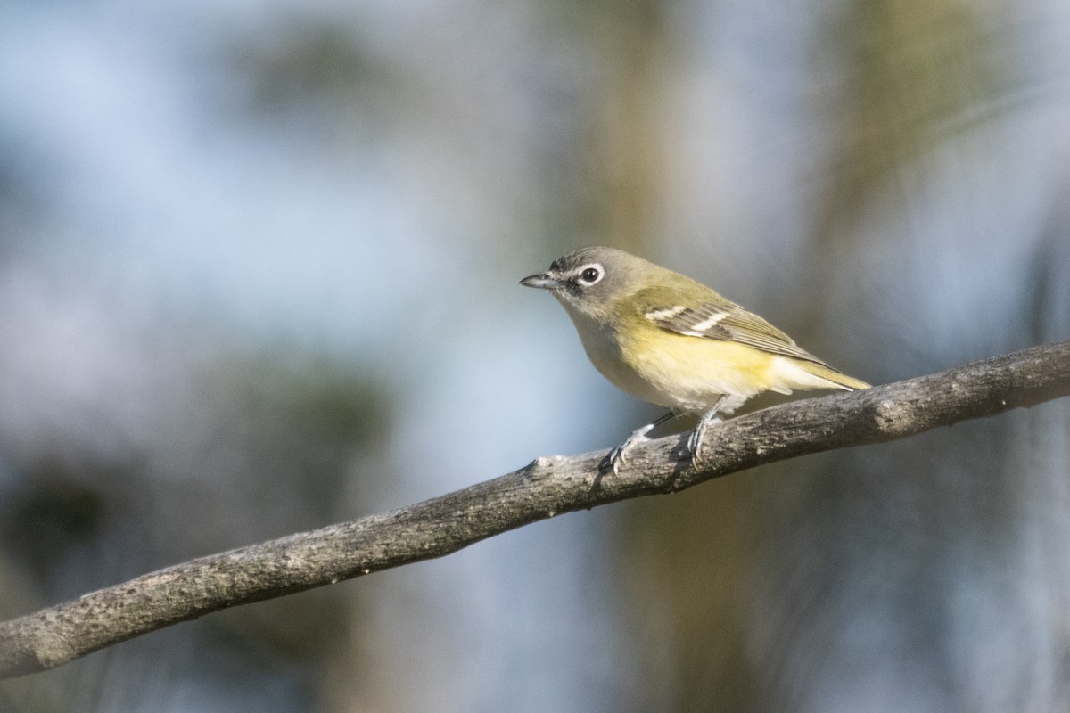 Blue-headed Vireo - ML643232590