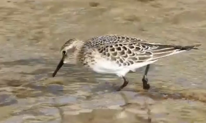 Baird's Sandpiper - ML643232596