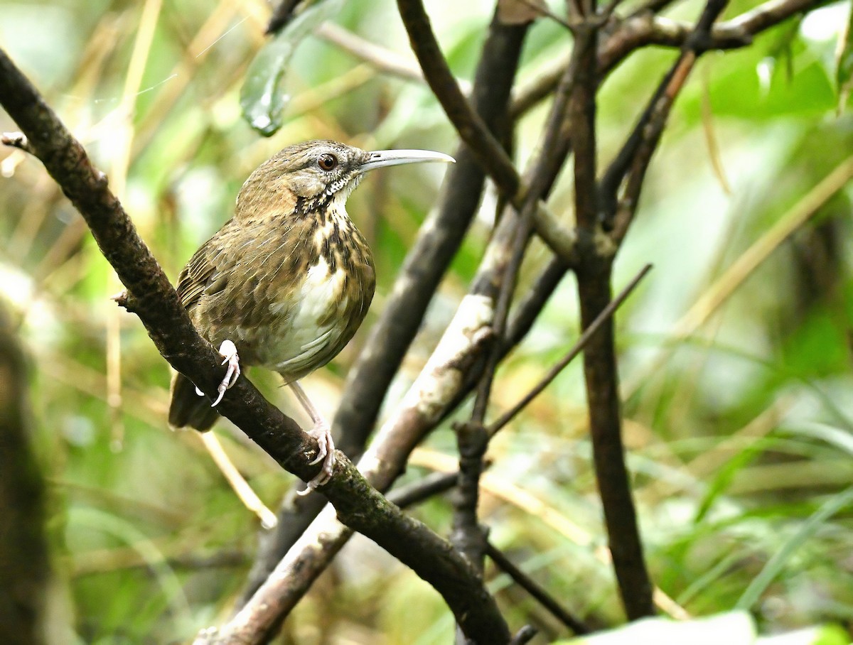 Short-tailed Scimitar-Babbler - ML643232606