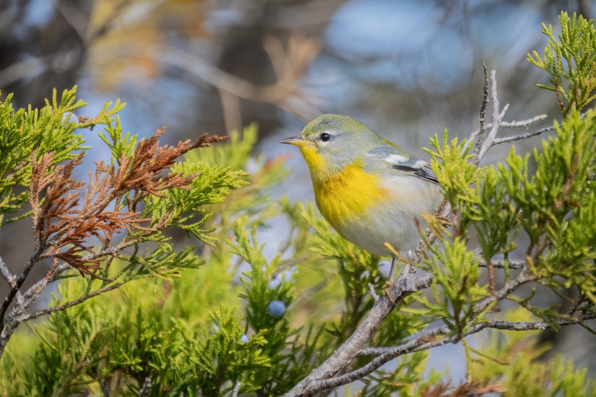 Northern Parula - ML643232608