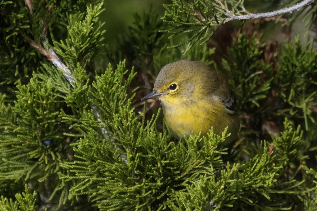 Pine Warbler - ML643232614