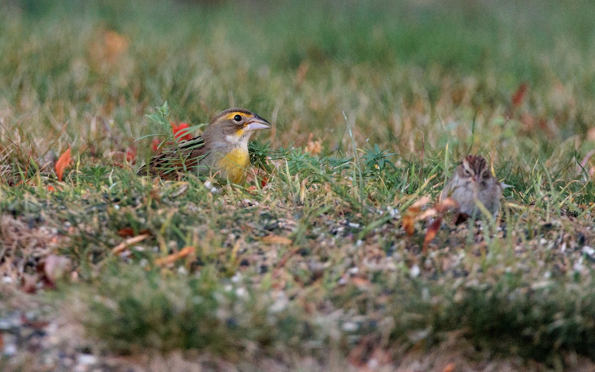 Dickcissel - ML643232633