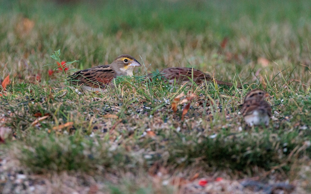 Dickcissel - ML643232634