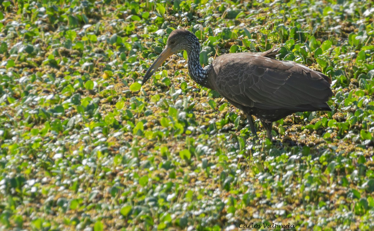 Limpkin - ML643232642
