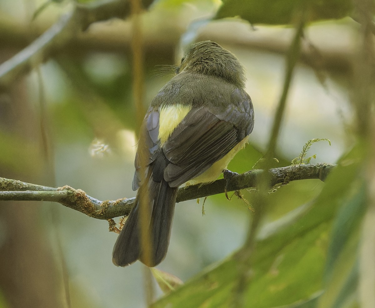 Whiskered Flycatcher - ML643232655