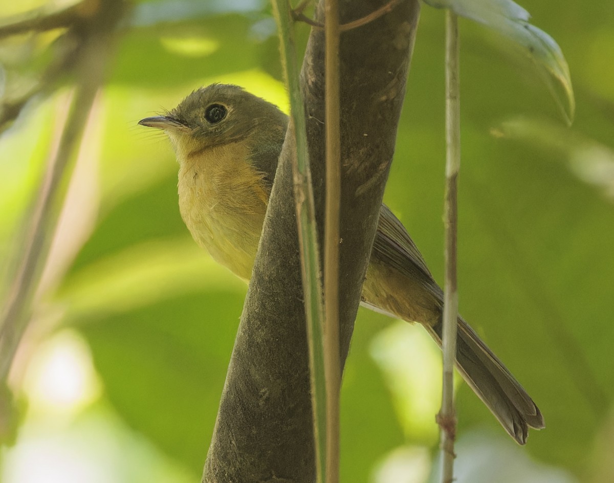 Whiskered Flycatcher - ML643232656