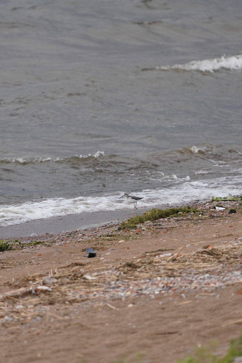 Common Greenshank - ML643232661
