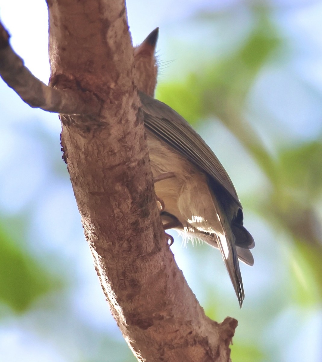 Манакін-вертун білочеревий - ML643232678