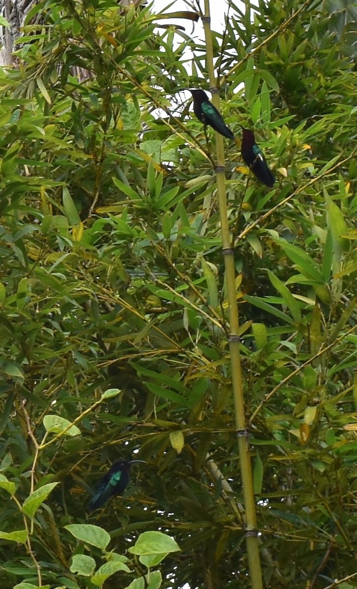 Purple-throated Carib - ML643232682