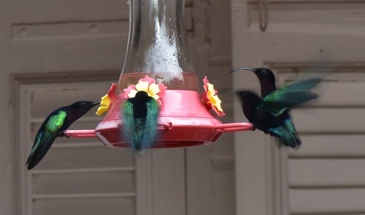 Purple-throated Carib - ML643232683