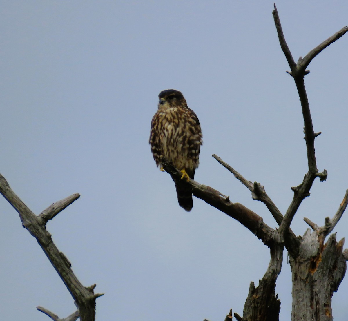Merlin - ML643232703