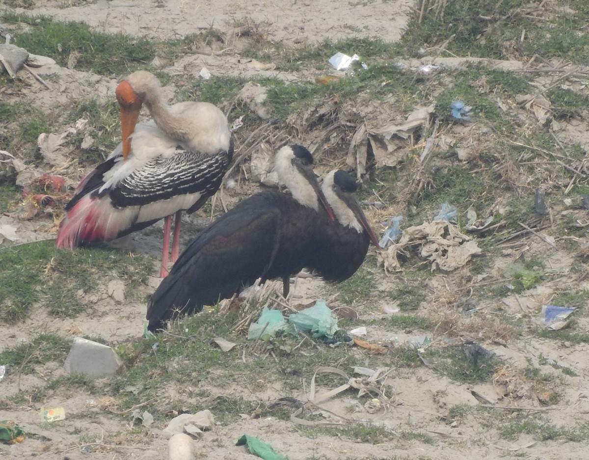 Asian Woolly-necked Stork - ML643232717
