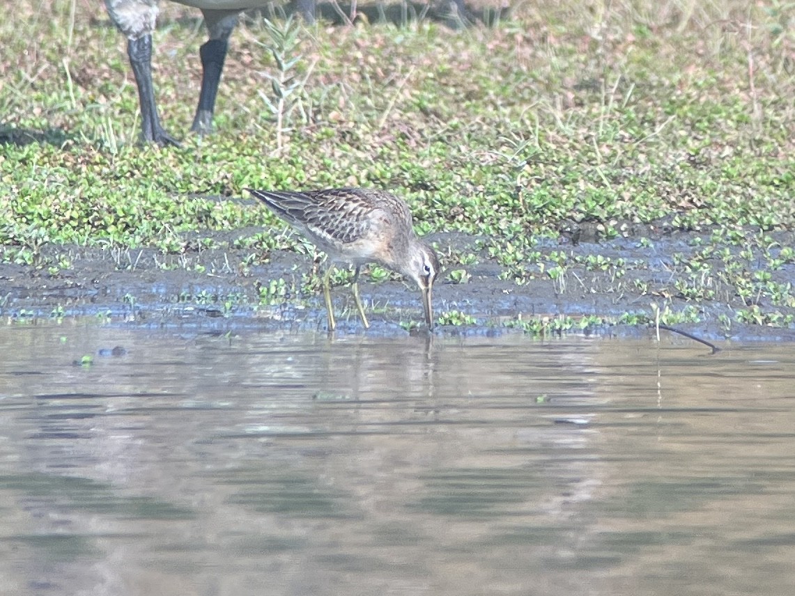 Long-billed Dowitcher - ML643232730