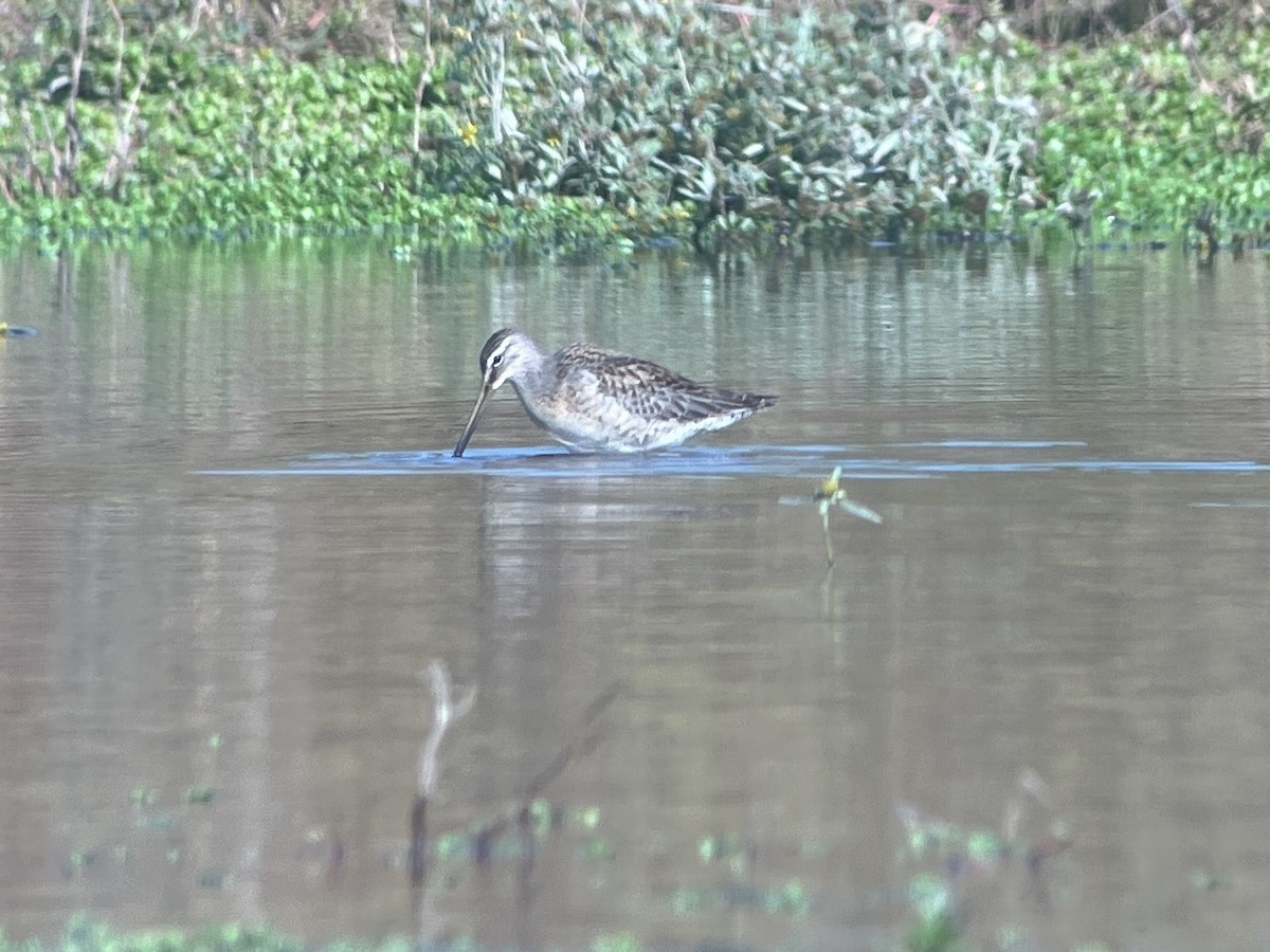 Long-billed Dowitcher - ML643232731