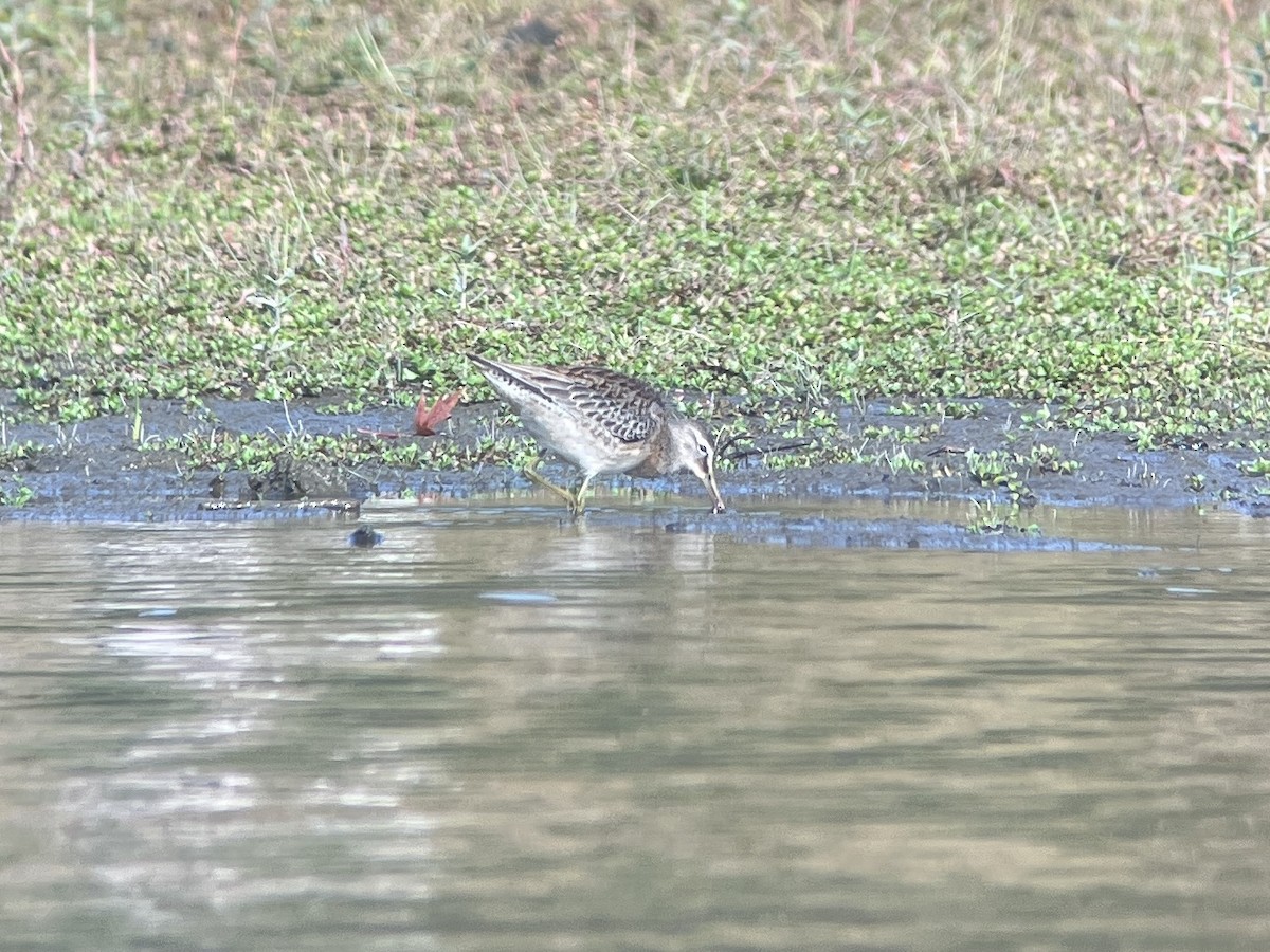Long-billed Dowitcher - ML643232732