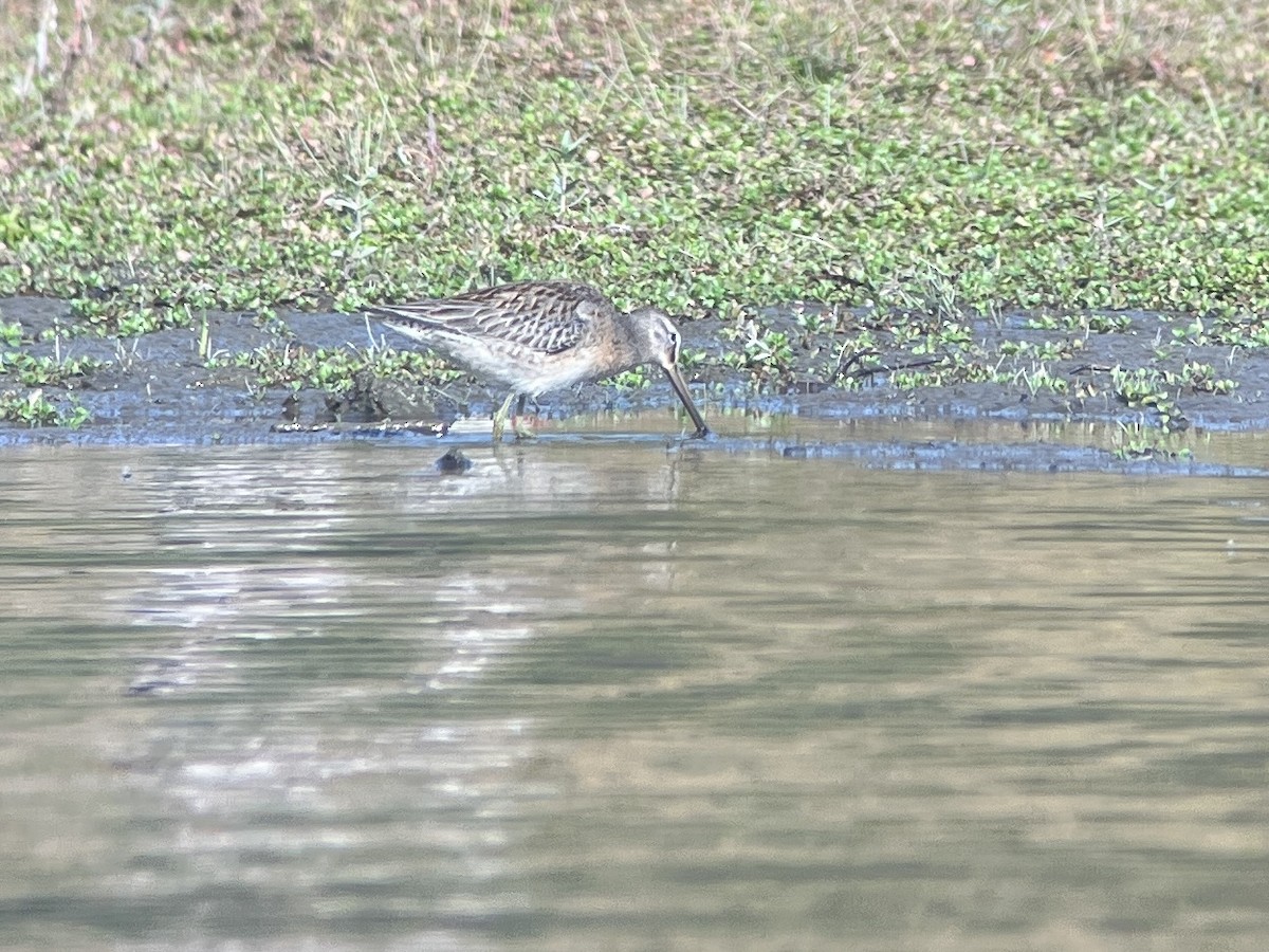 Long-billed Dowitcher - ML643232733
