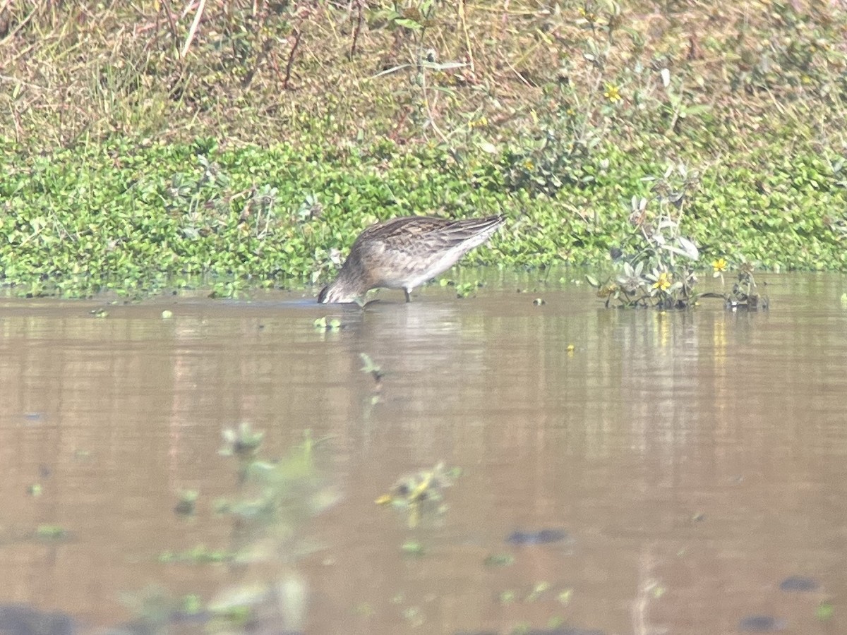 Long-billed Dowitcher - ML643232734