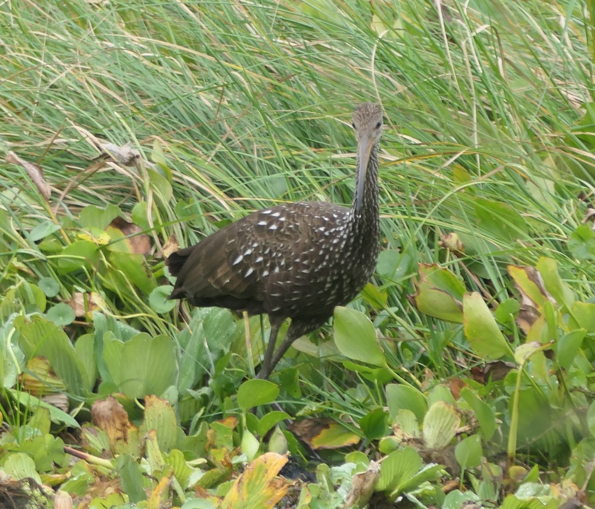 Limpkin - ML643232736