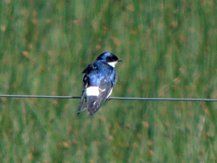 Chilean Swallow - ML643232750
