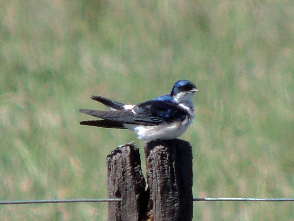 Chilean Swallow - ML643232751