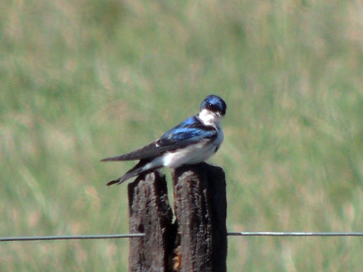 Chilean Swallow - ML643232752