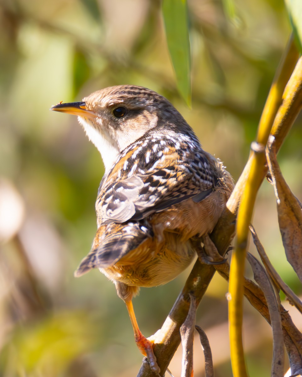 Seggenzaunkönig - ML643232761