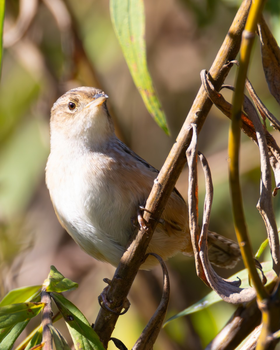 Seggenzaunkönig - ML643232763