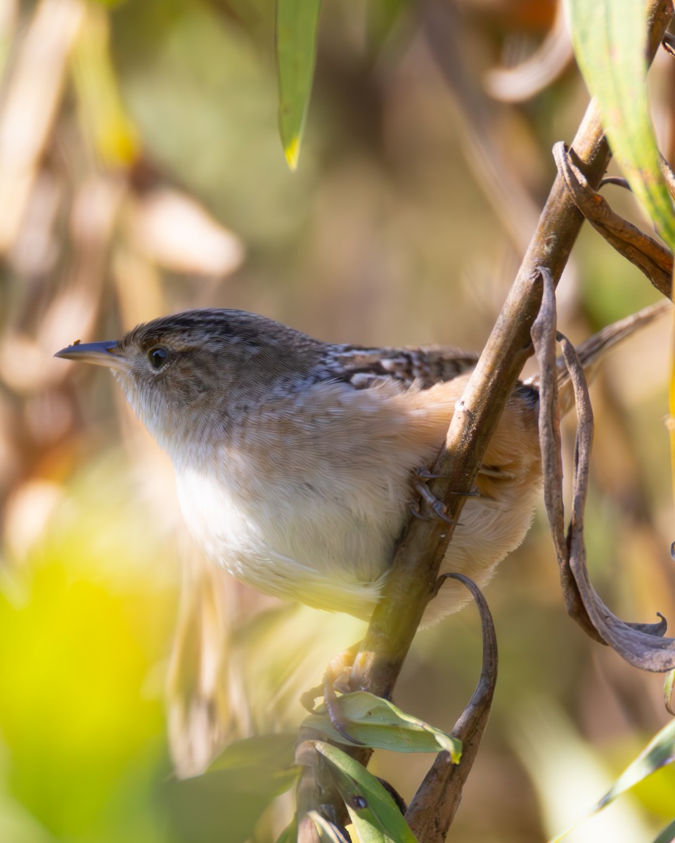 Seggenzaunkönig - ML643232764