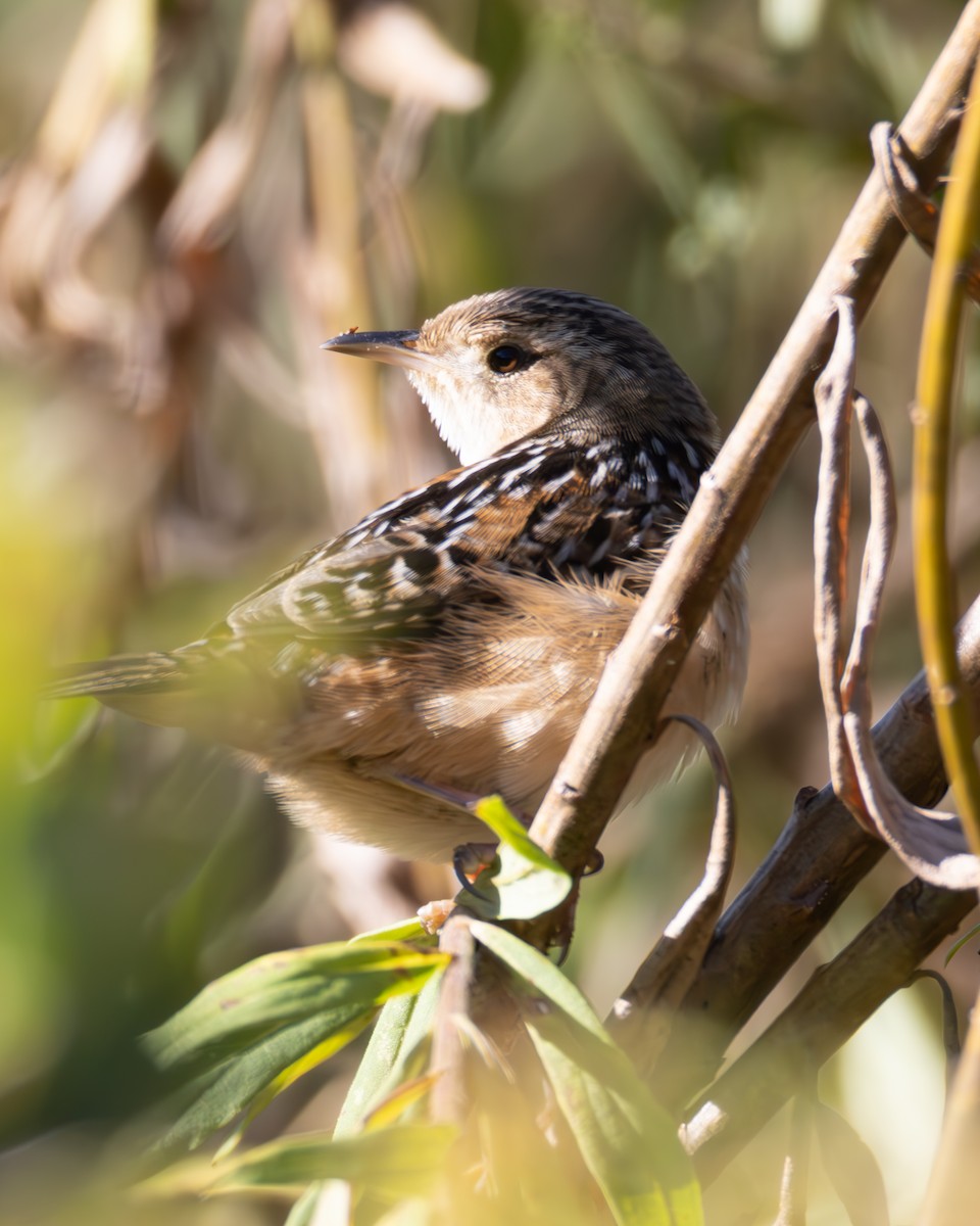 Seggenzaunkönig - ML643232765