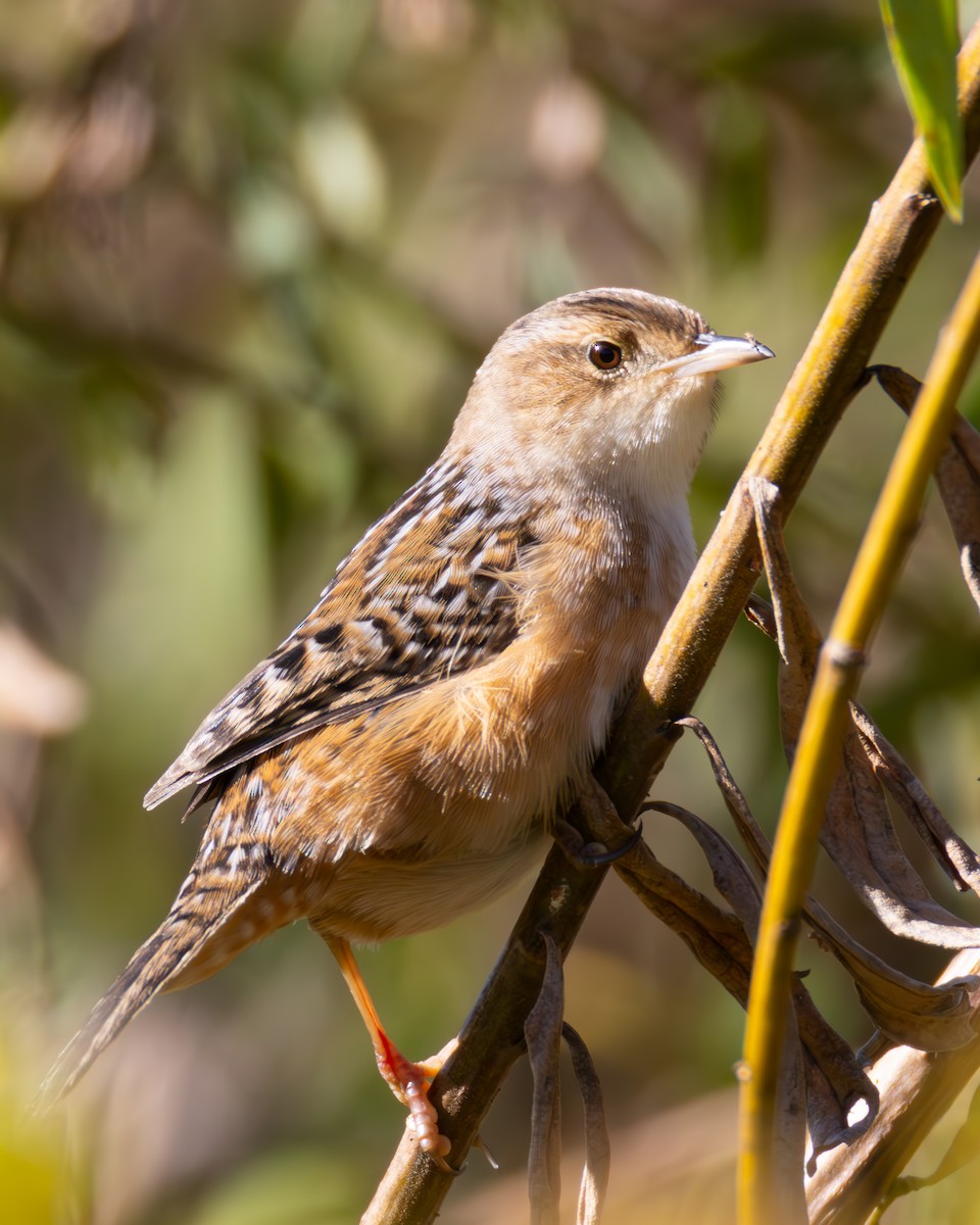 Seggenzaunkönig - ML643232767