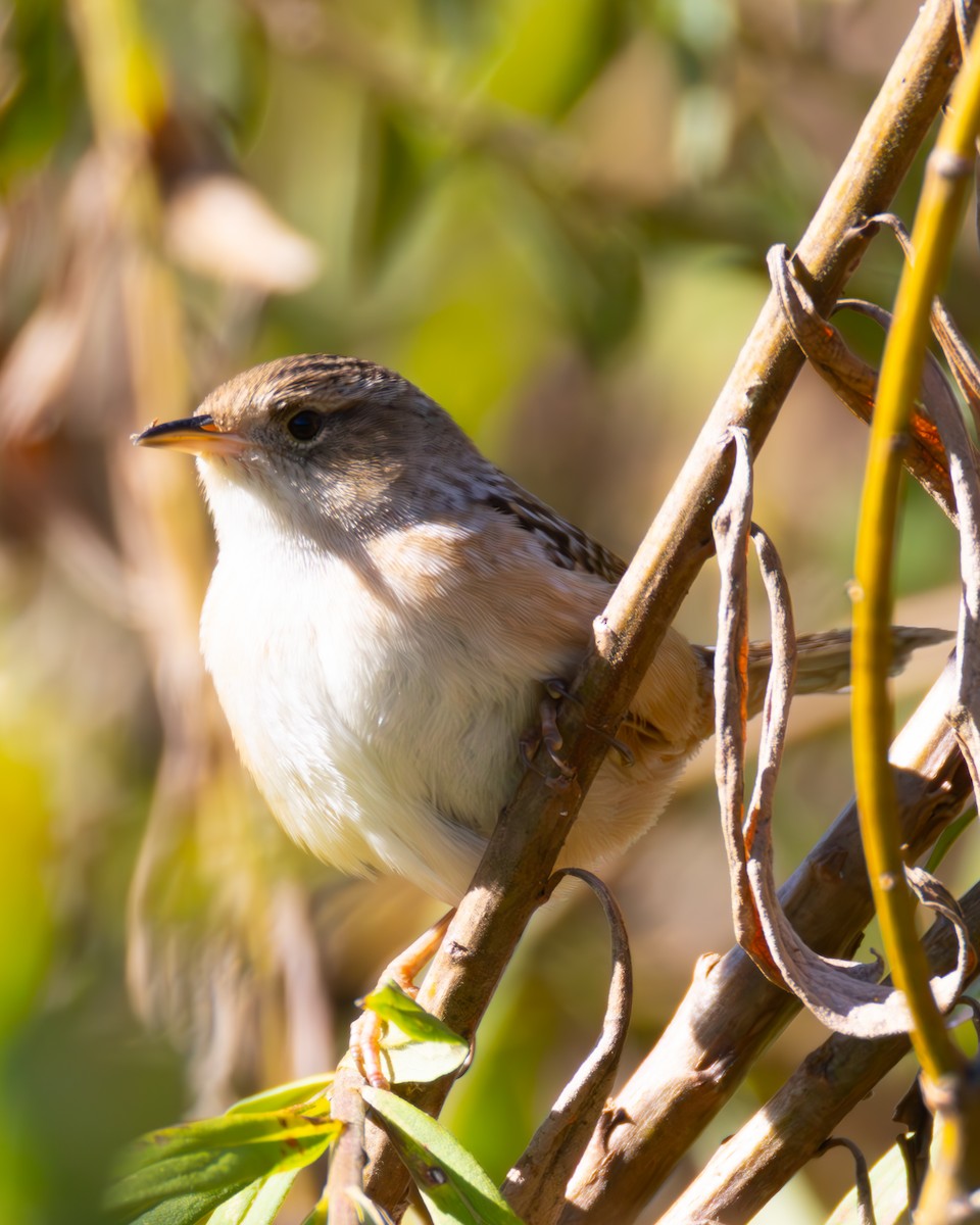 Seggenzaunkönig - ML643232768