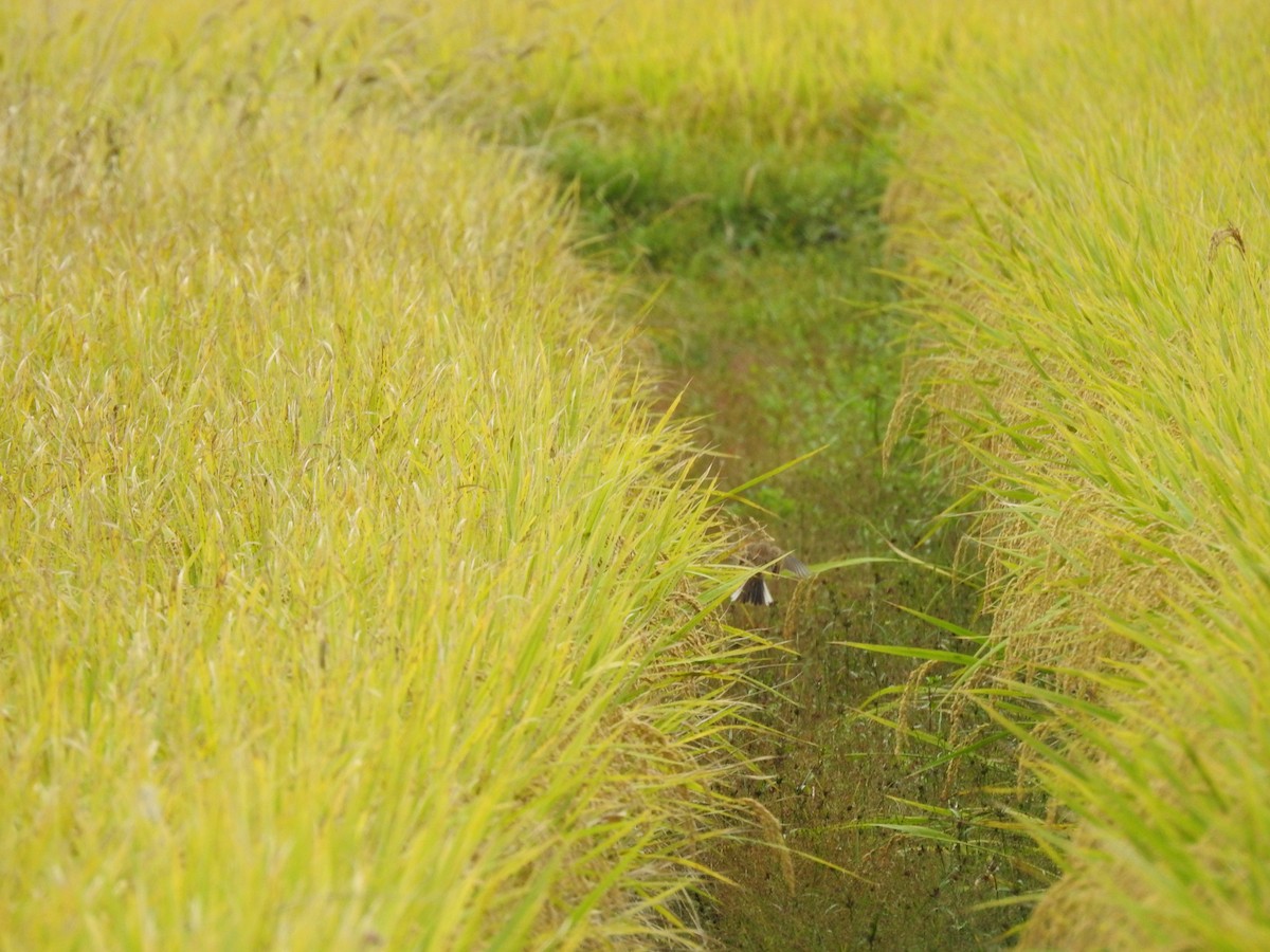 Richard's Pipit - ML643232771