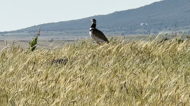 Little Bustard - ML643232774