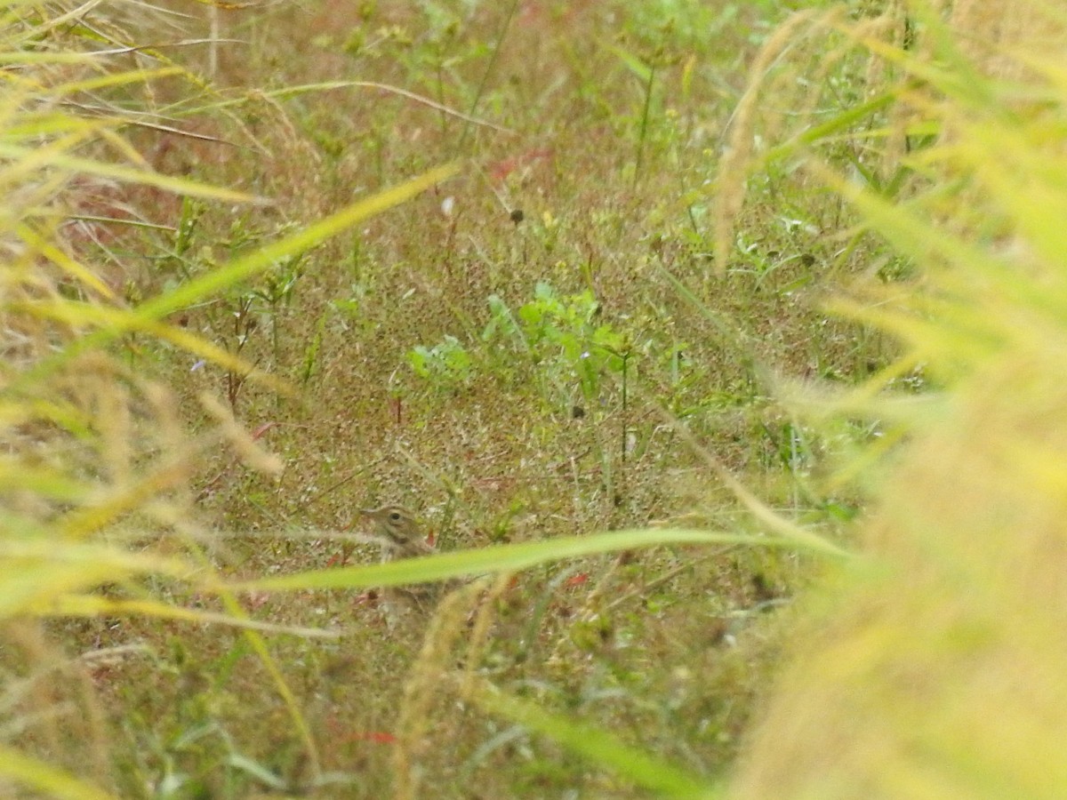 Richard's Pipit - ML643232776