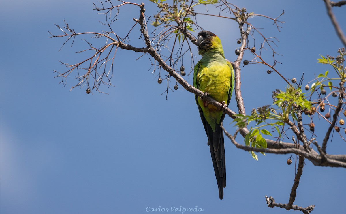 Nanday Parakeet - ML643232817