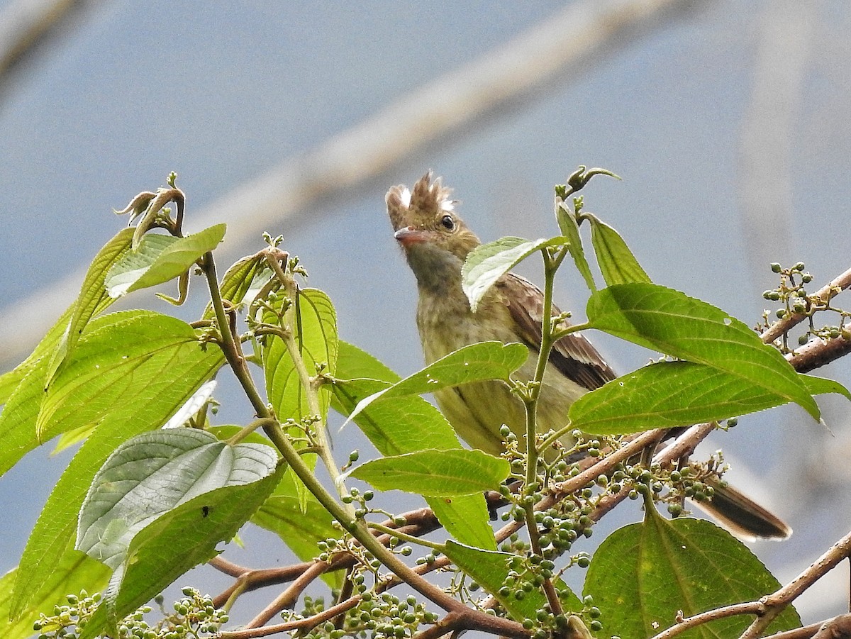 Mottle-backed Elaenia - ML643232865