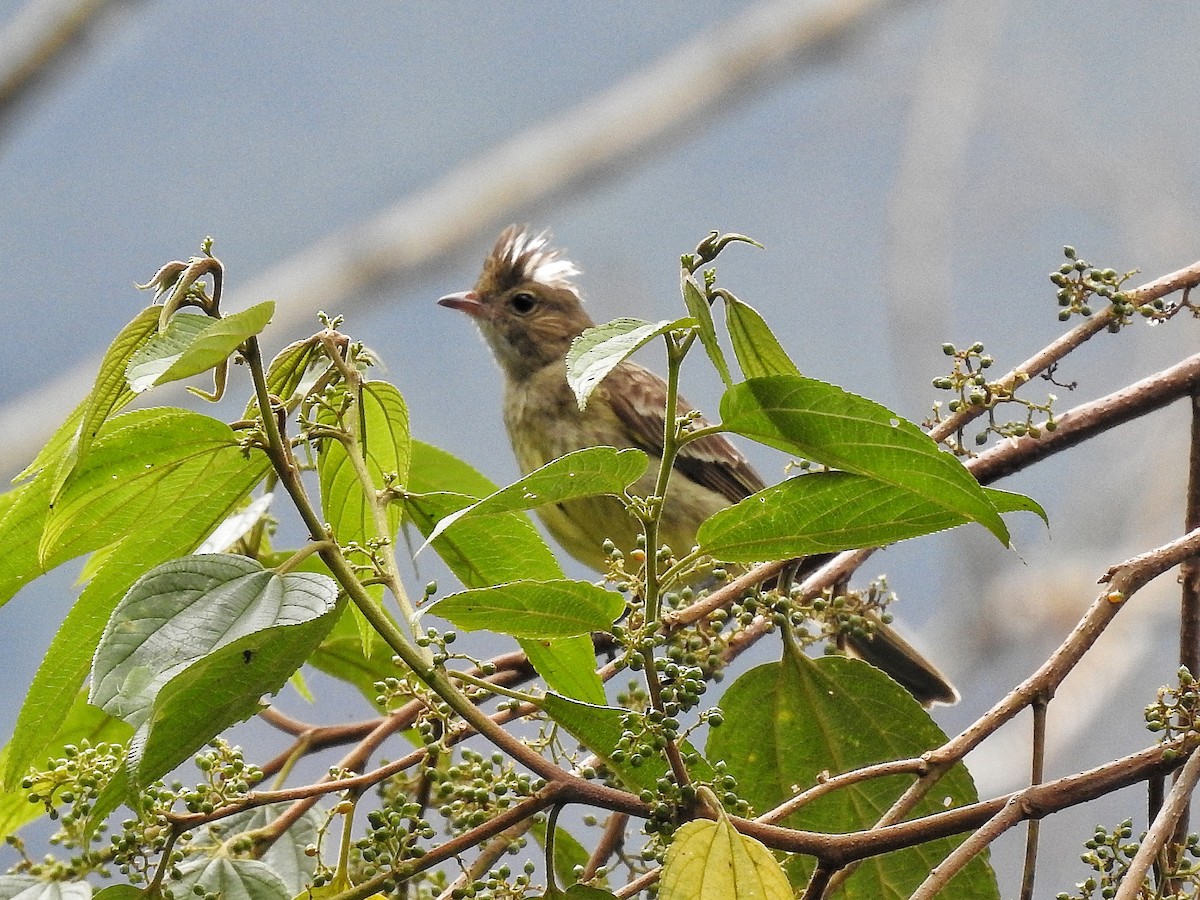 Mottle-backed Elaenia - ML643232866