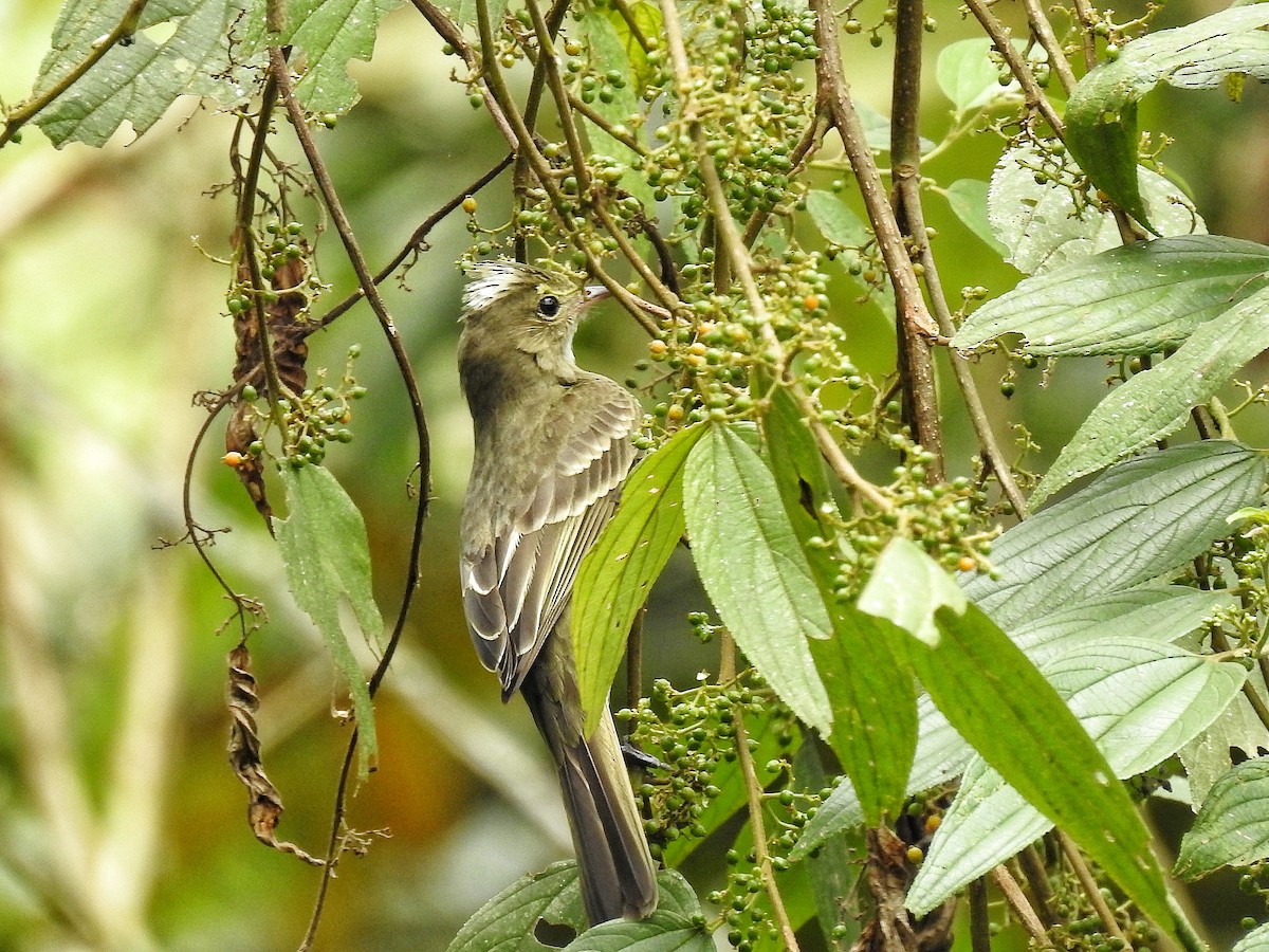 Mottle-backed Elaenia - ML643232867